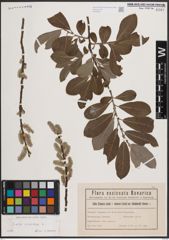 Foto von Salix cinerea L.